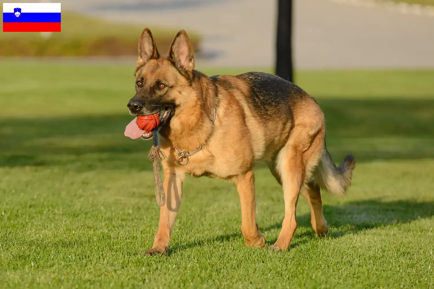 German Shepherd puppies and breeders Slovenia Here you can find German Shepherd Dog breeders in Slovenia.