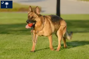 Read more about the article German Shepherd breeders and puppies in South Carolina