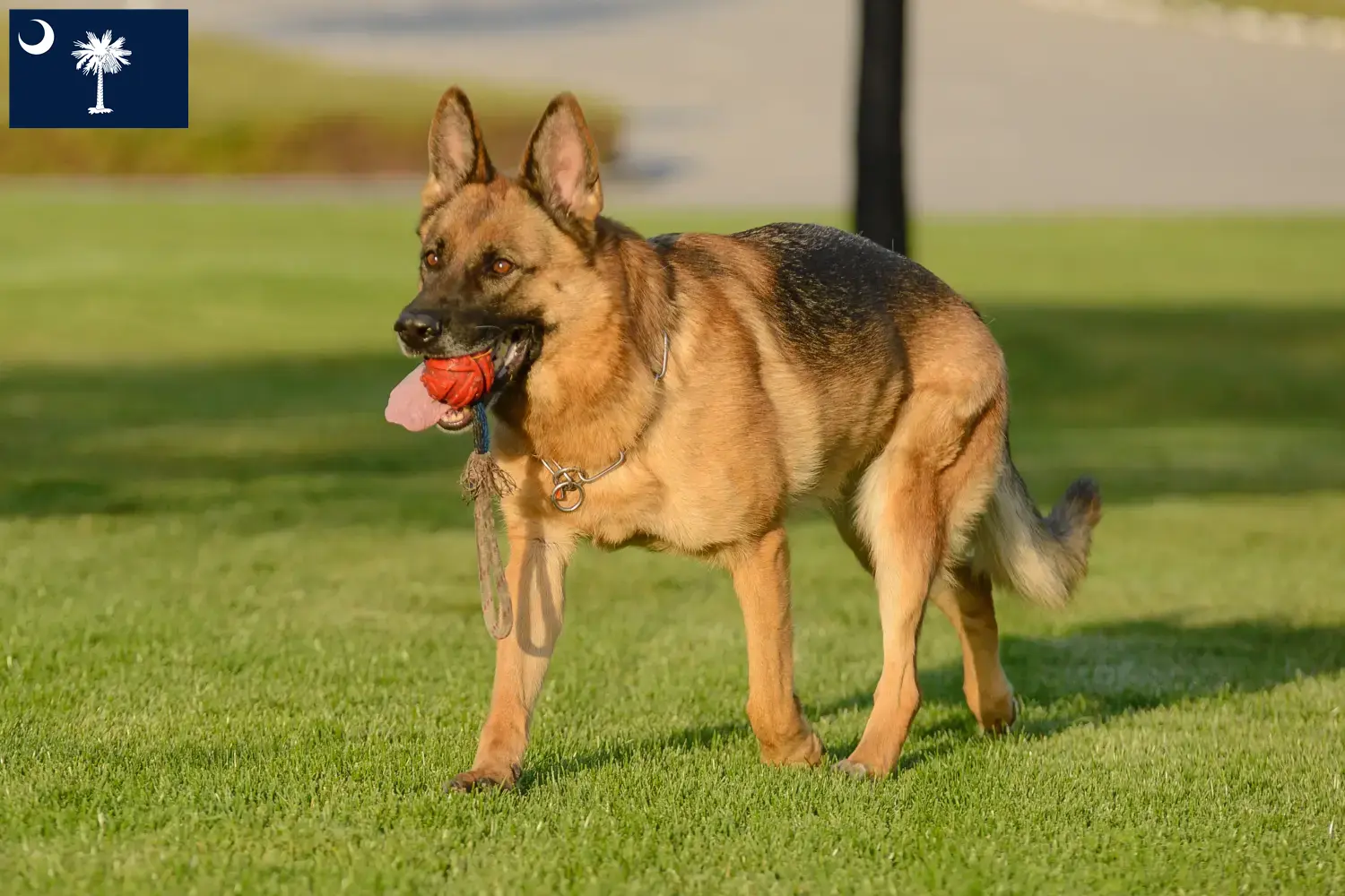 German Shepherd Puppies and Breeder South Carolina Find German Shepherd Dog breeders in South Carolina.