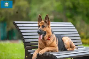 Read more about the article German Shepherd breeders and puppies in South Dakota