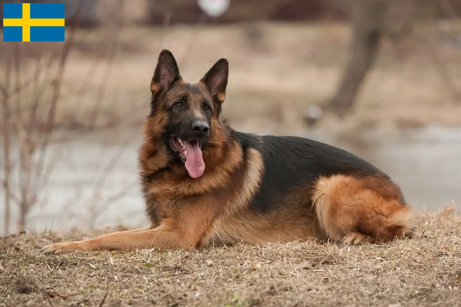 German Shepherd Puppies and Breeder Sweden Here you can find German Shepherd Dog breeders in Sweden.