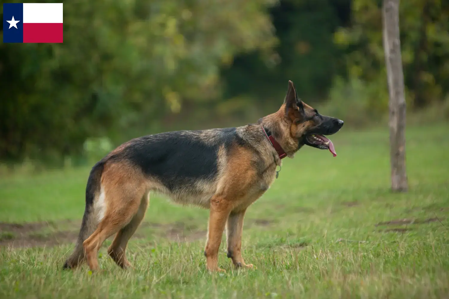 Read more about the article German Shepherd breeders and puppies in Texas