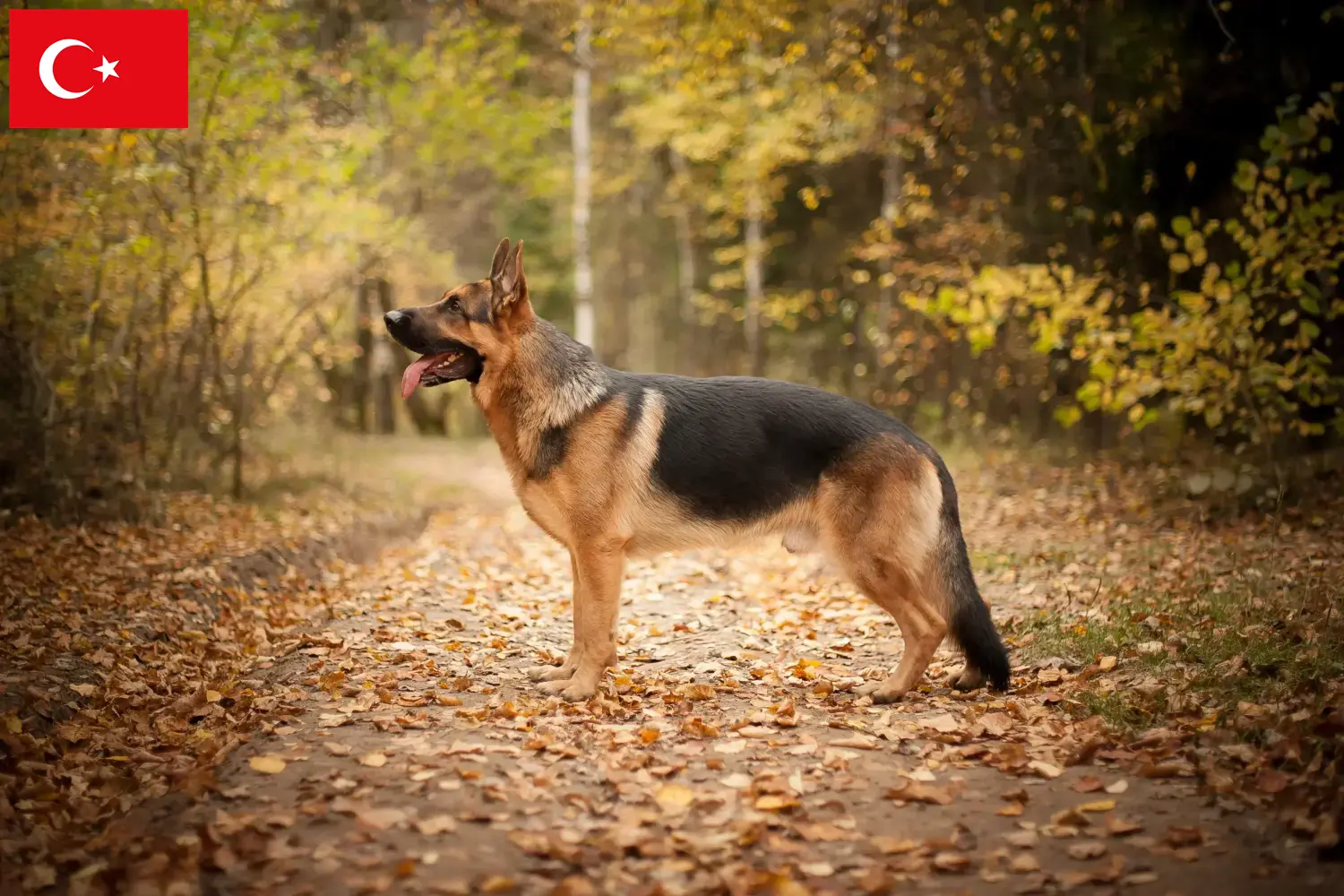 German Shepherd Puppies and Breeder Turkey Here you can find German Shepherd Dog breeders in Turkey.