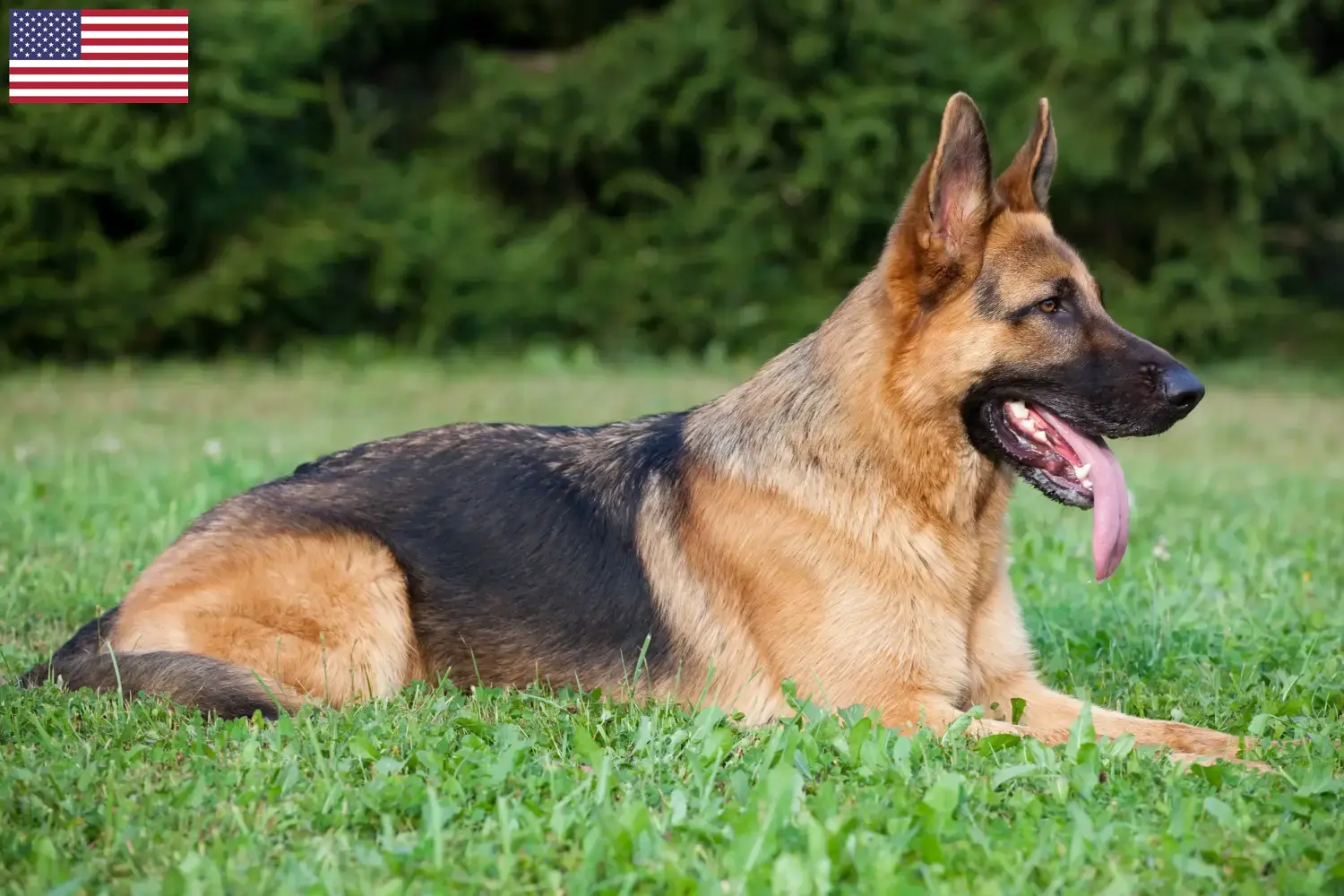 German Shepherd Puppies and Breeder USA Here you can find German Shepherd Dog breeders in the USA.