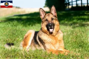 Read more about the article German Shepherd breeders and puppies in Utah