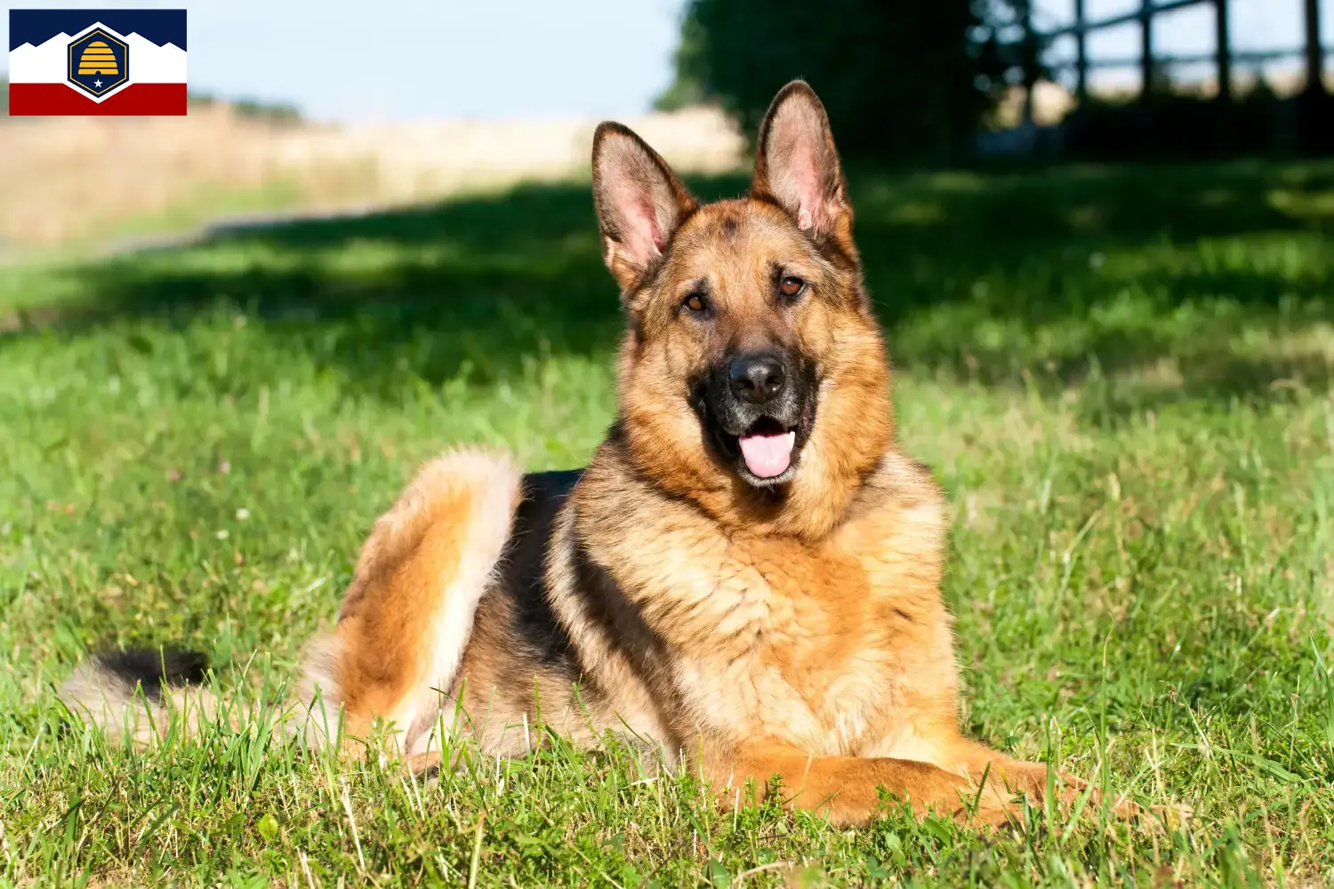 Read more about the article German Shepherd breeders and puppies in Utah