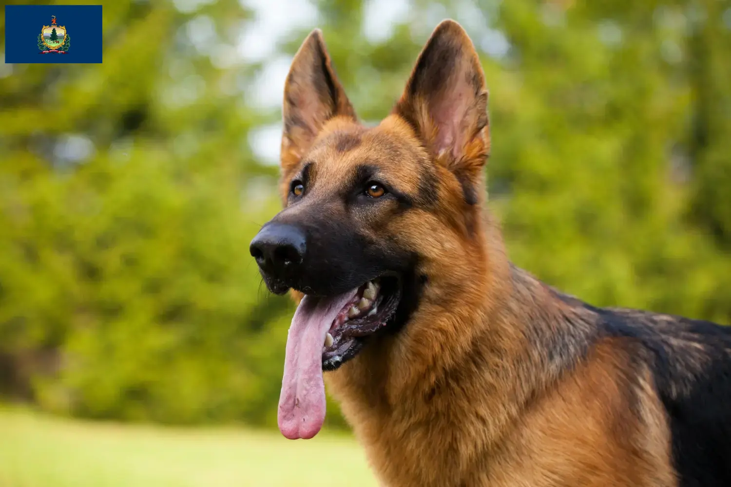Read more about the article German Shepherd breeders and puppies in Vermont