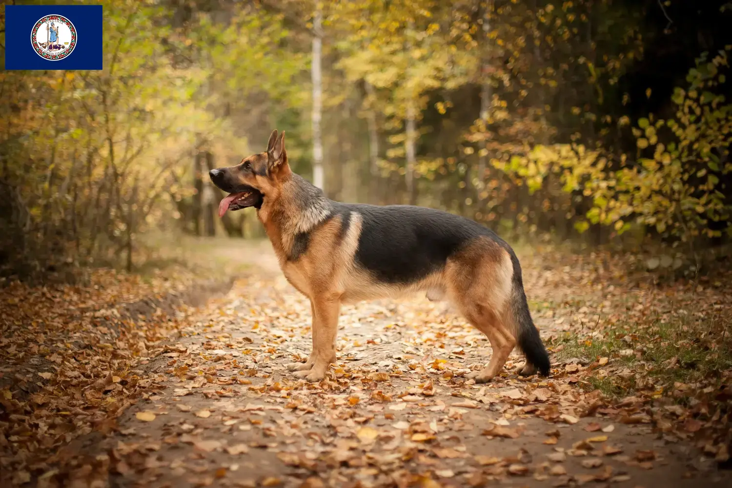Read more about the article German Shepherd breeders and puppies in Virginia