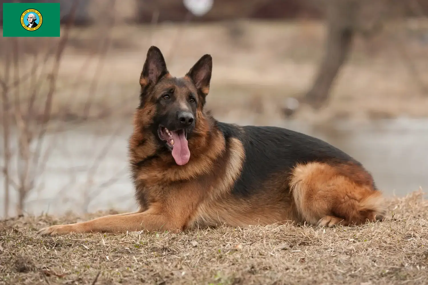 Read more about the article German Shepherd breeders and puppies in Washington