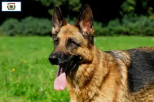Read more about the article German Shepherd breeders and puppies in West Virginia