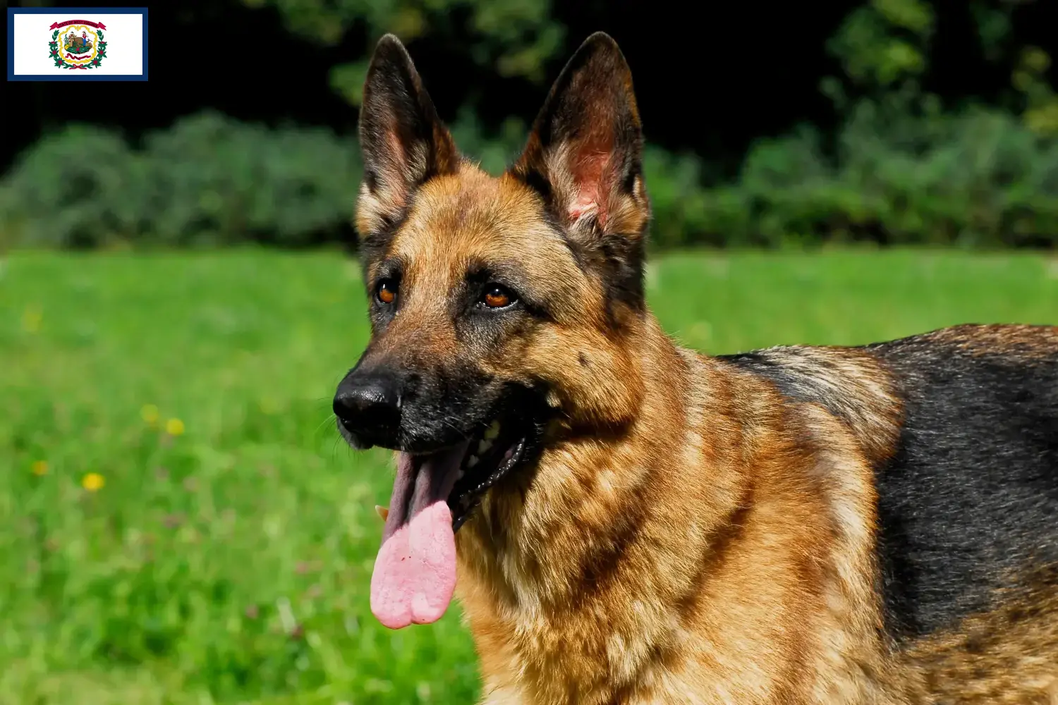 Read more about the article German Shepherd breeders and puppies in West Virginia