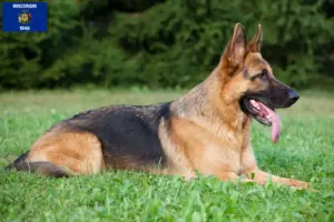 Read more about the article German Shepherd breeders and puppies in Wisconsin