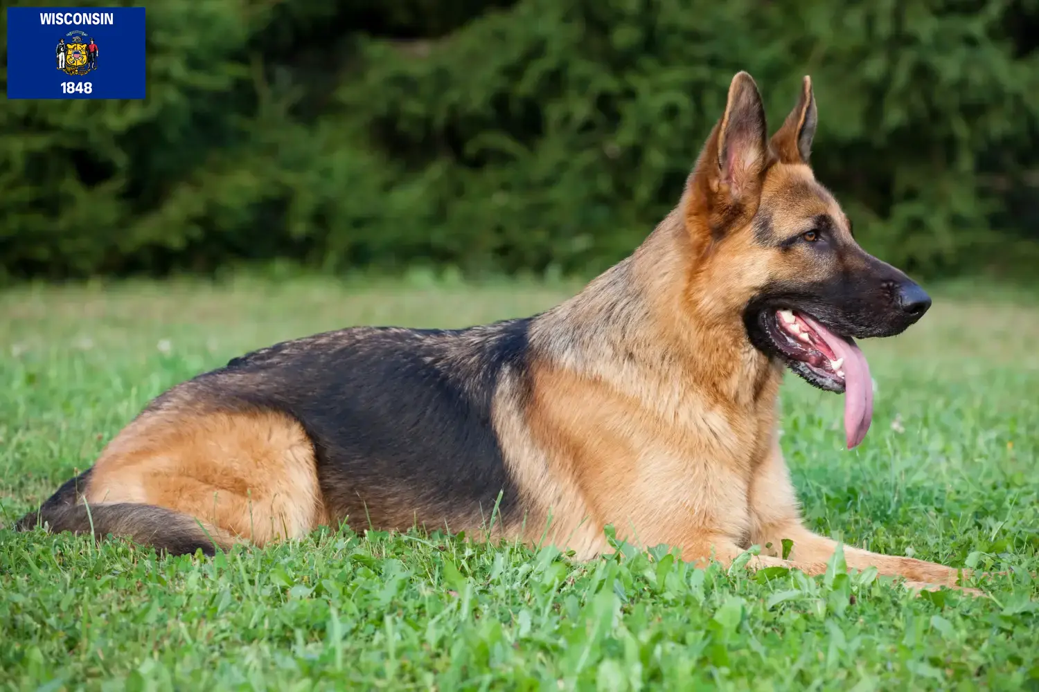 German Shepherd Puppies and Breeder Wisconsin Find German Shepherd Dog breeders in Wisconsin.