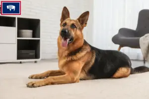 Read more about the article German Shepherd breeders and puppies in Wyoming