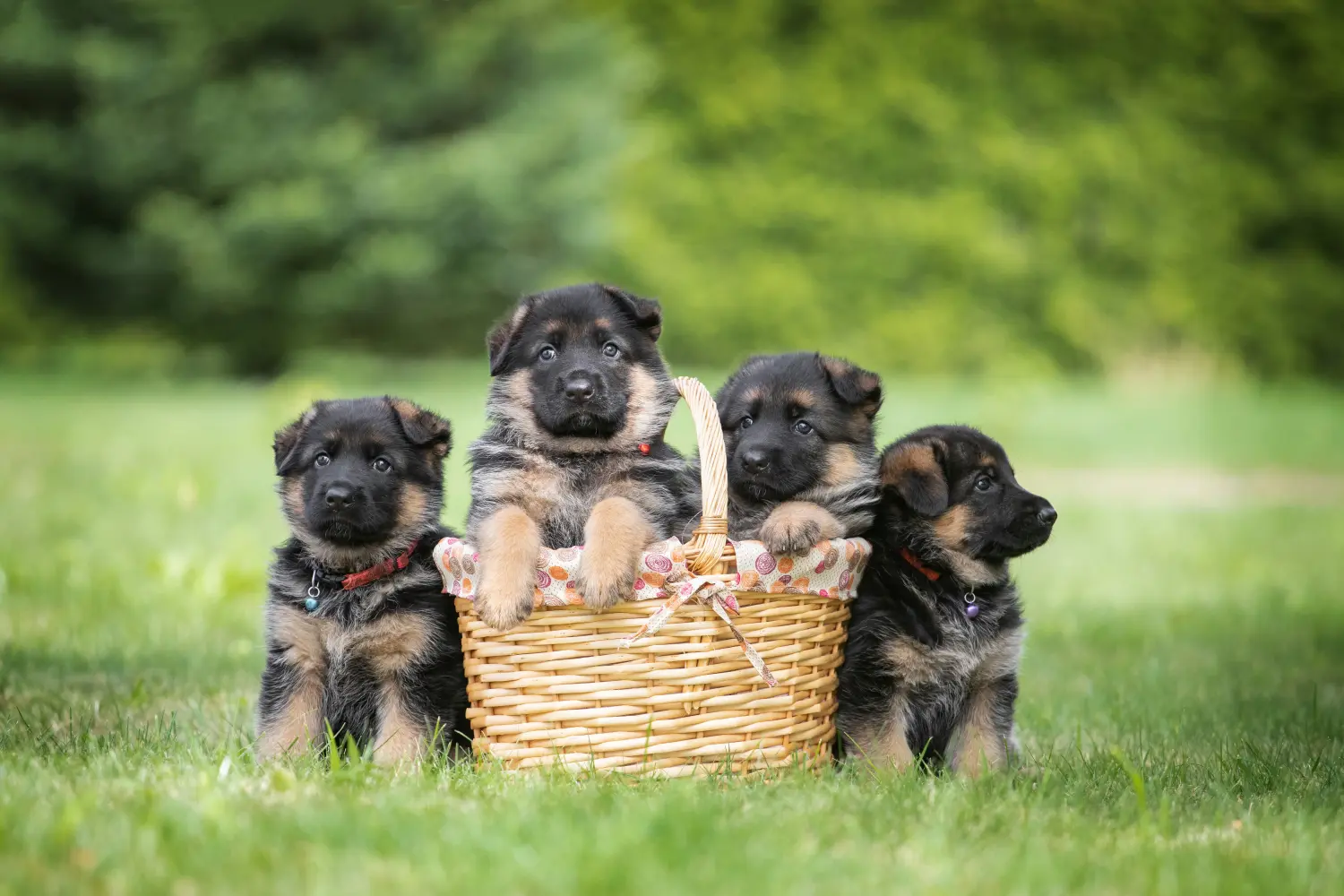 Buying a German Shepherd puppy means taking responsibility! Buy German Shepherd puppies.