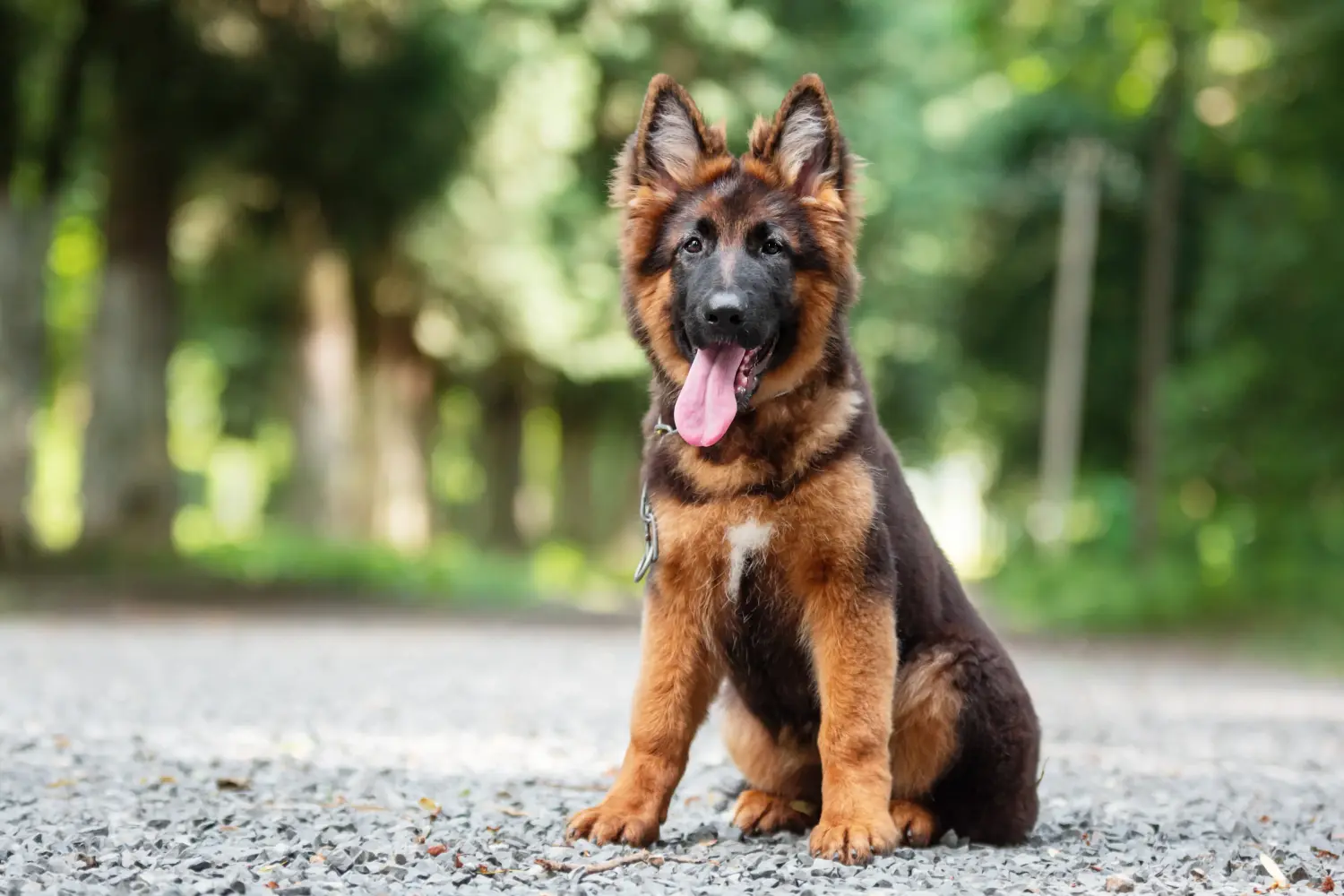Buying a German Shepherd puppy means taking responsibility! Buy German Shepherd puppies.