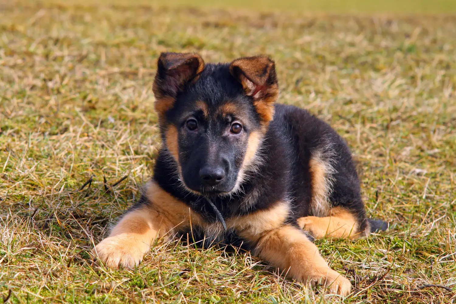 Buying a German Shepherd puppy means taking responsibility! Buy German Shepherd puppies.