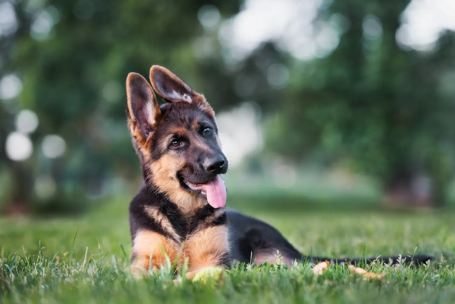 Buying a German Shepherd puppy means taking responsibility! Buy German Shepherd puppies.