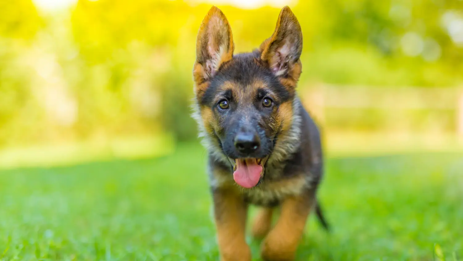 Buying a German Shepherd puppy means taking responsibility! Buy German Shepherd puppies.