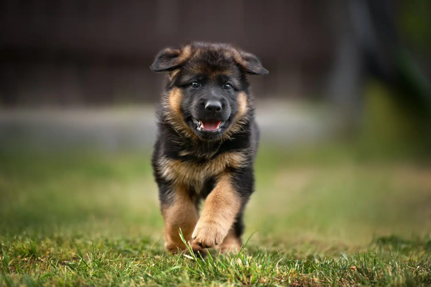 Buying a German Shepherd puppy means taking responsibility! Buy German Shepherd puppies.