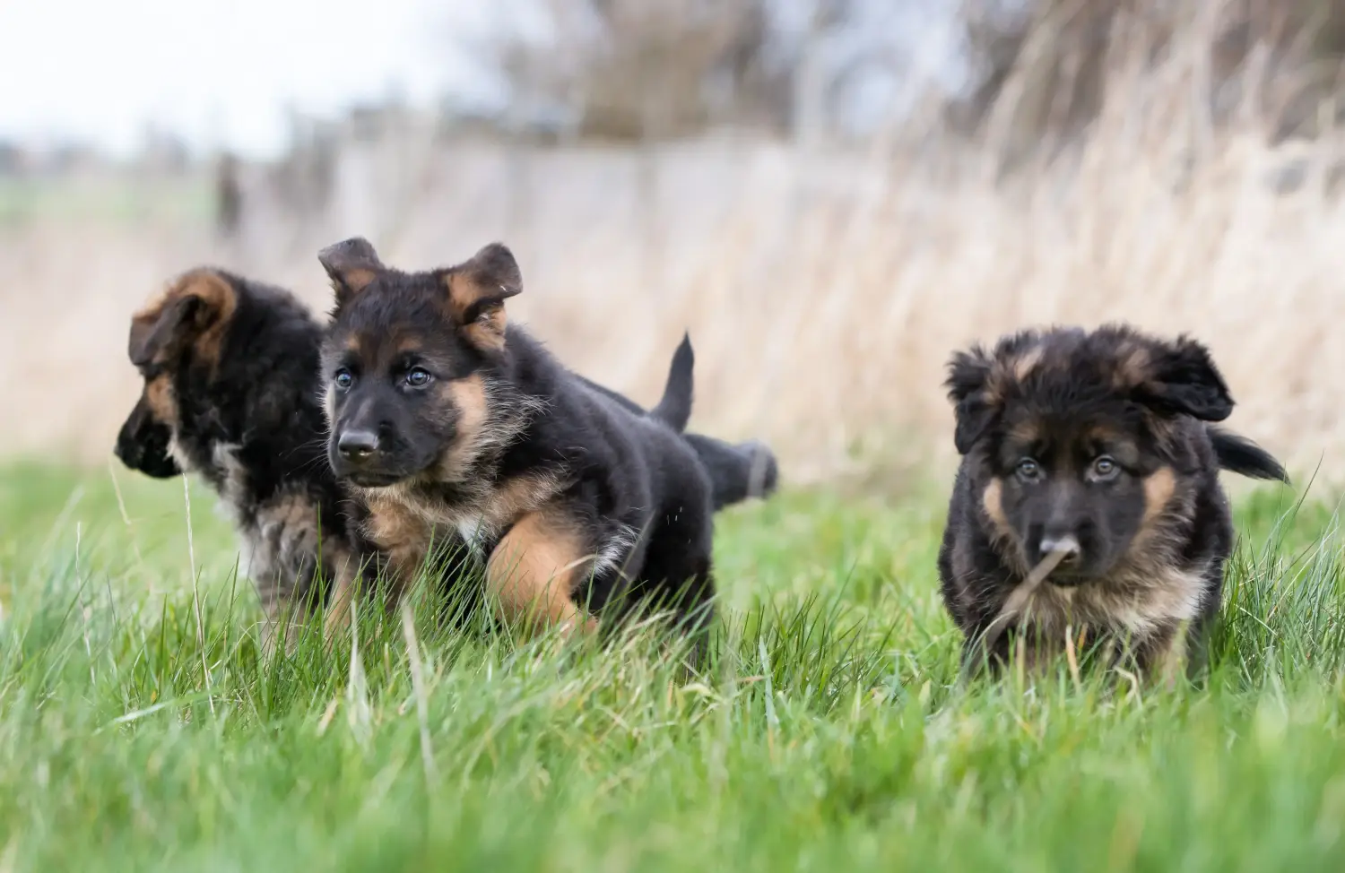 Buying a German Shepherd puppy means taking responsibility! Buy German Shepherd puppies.