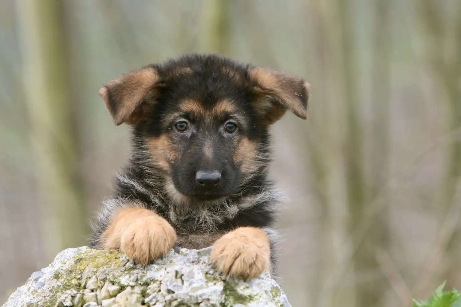 Buying a German Shepherd puppy means taking responsibility! Buy German Shepherd puppies.