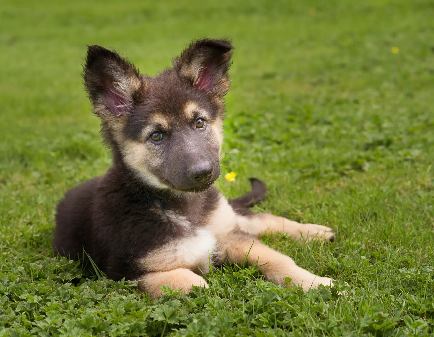 Buying a German Shepherd puppy means taking responsibility! Buy German Shepherd puppies.
