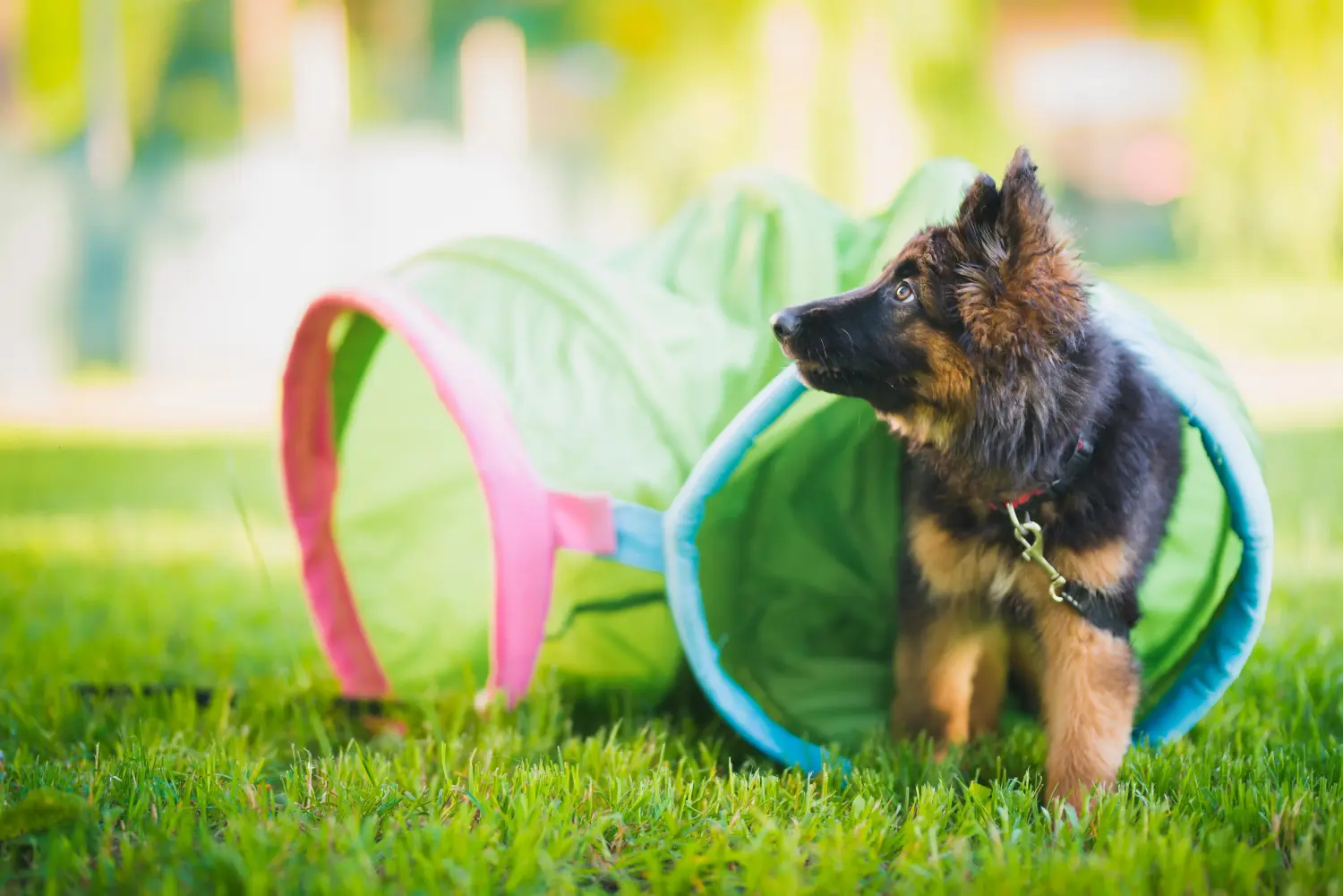Buying a German Shepherd puppy means taking responsibility! Buy German Shepherd puppies.