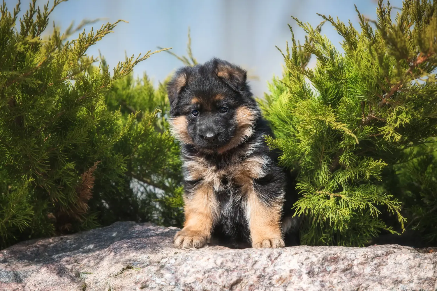 Buying a German Shepherd puppy means taking responsibility! Buy German Shepherd puppies.