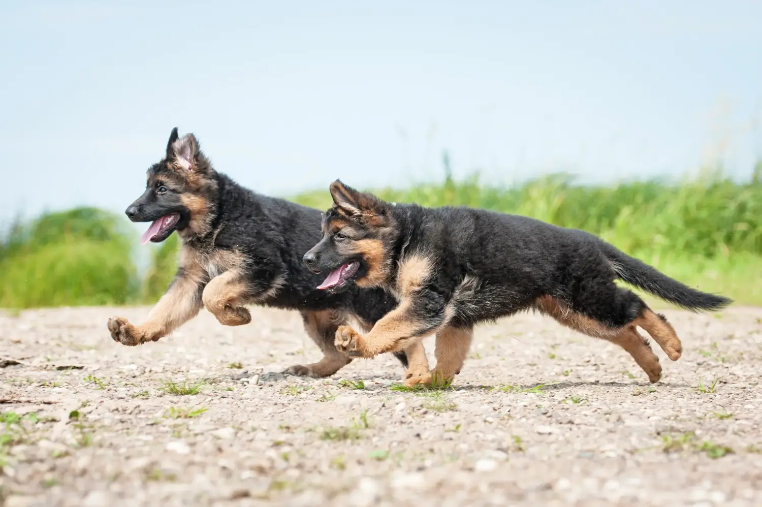 Buying a German Shepherd puppy means taking responsibility! Buy German Shepherd puppies.