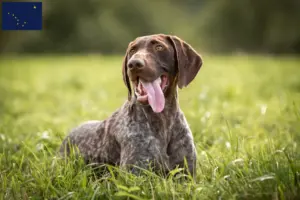 Read more about the article German Shorthair breeders and puppies in Alaska