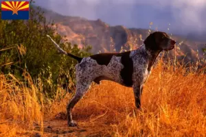Read more about the article German Shorthair breeders and puppies in Arizona
