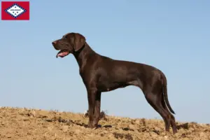 Read more about the article German Shorthair breeders and puppies in Arkansas