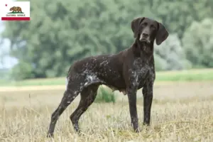 Read more about the article German Shorthair breeders and puppies in California