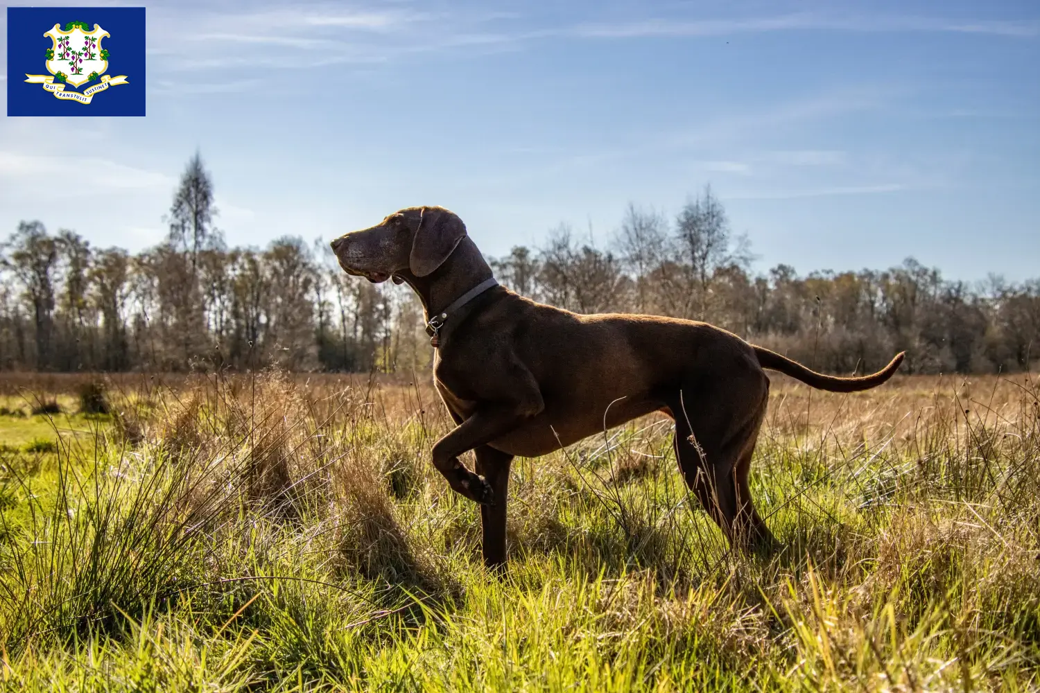 German Shorthair puppies and breeders Connecticut Find German Shorthair breeders in Connecticut.