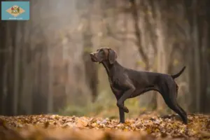 Read more about the article German Shorthair breeders and puppies in Delaware