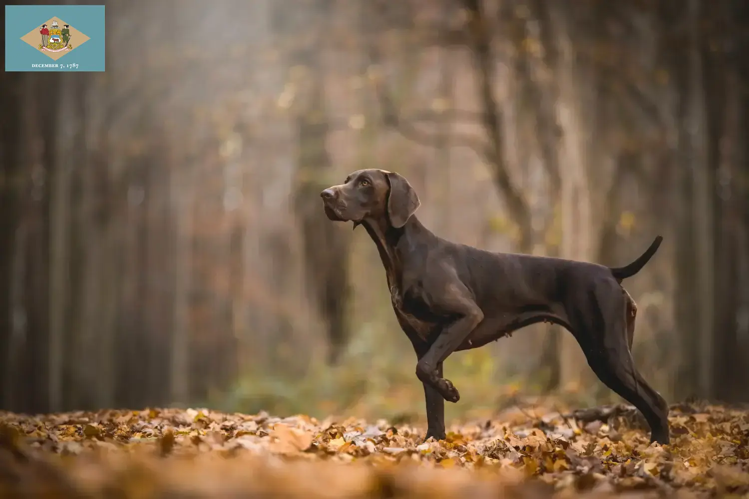 German Shorthair puppies and breeders Delaware Find German Shorthair breeders in Delaware.