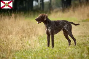 Read more about the article German Shorthair breeders and puppies in Florida