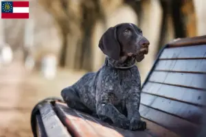 Read more about the article German Shorthair breeders and puppies in Georgia