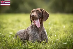 Read more about the article German Shorthair breeders and puppies in Hawaii