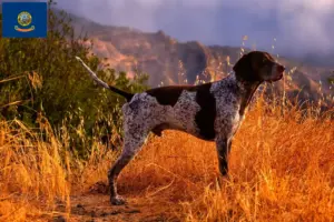 Read more about the article German Shorthair breeders and puppies in Idaho