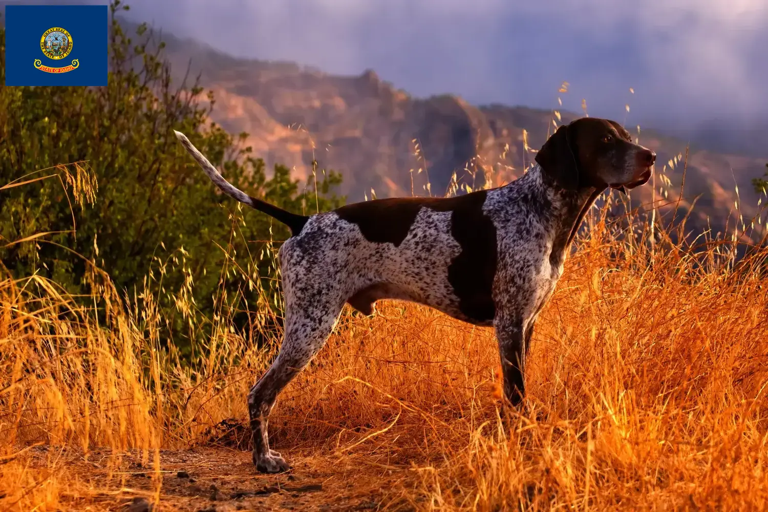 German Shorthair puppies and breeders Idaho Here you can find German Shorthair breeders in Idaho.
