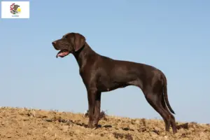 Read more about the article German Shorthair breeders and puppies in Illinois
