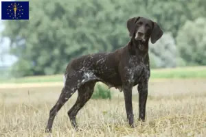 Read more about the article German Shorthair breeders and puppies in Indiana