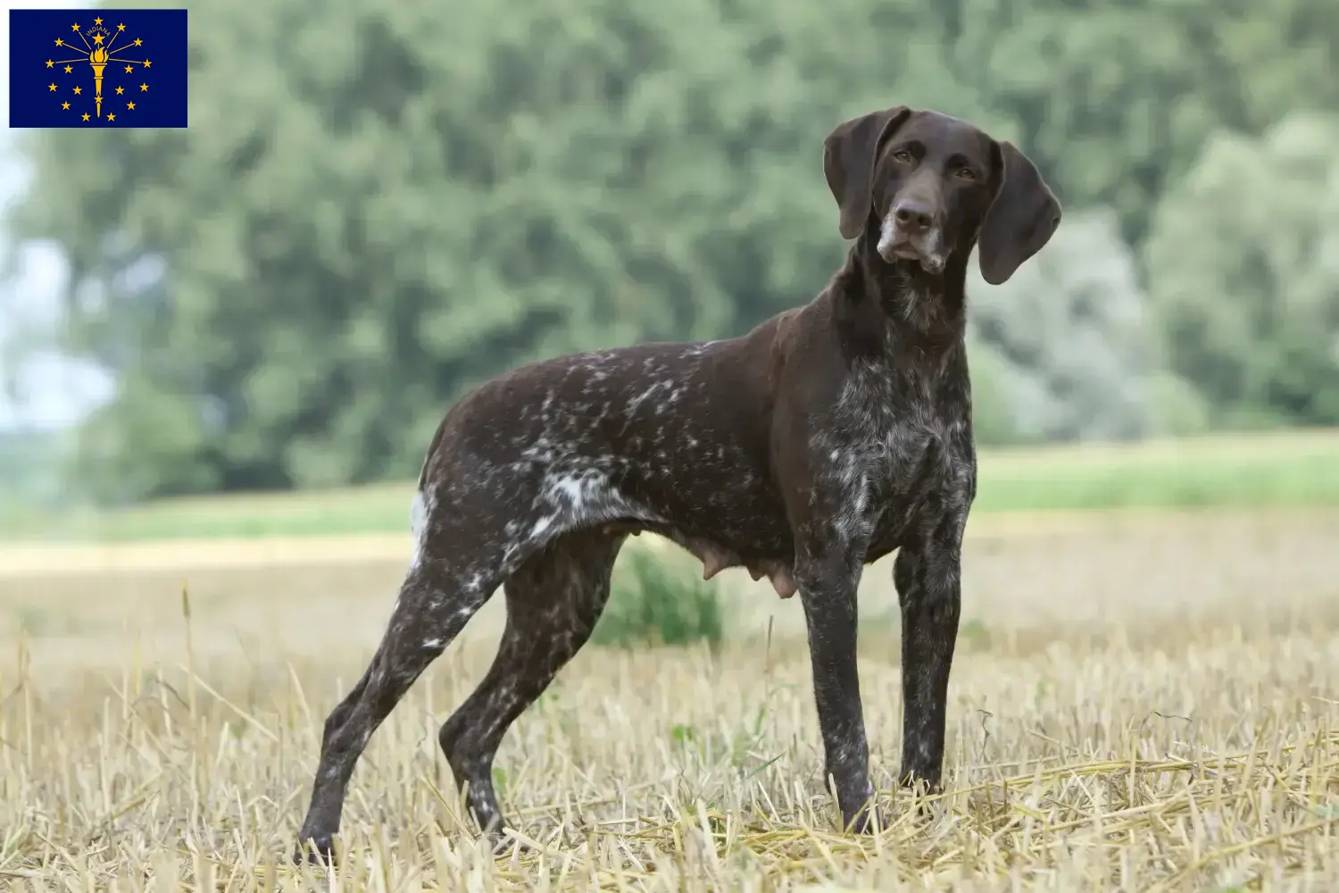 German Shorthair puppies and breeders Indiana Find German Shorthair breeders in Indiana.