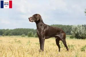 Read more about the article German Shorthair breeders and puppies in Iowa