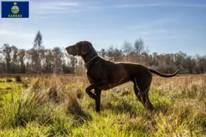 Read more about the article German Shorthair breeders and puppies in Kansas