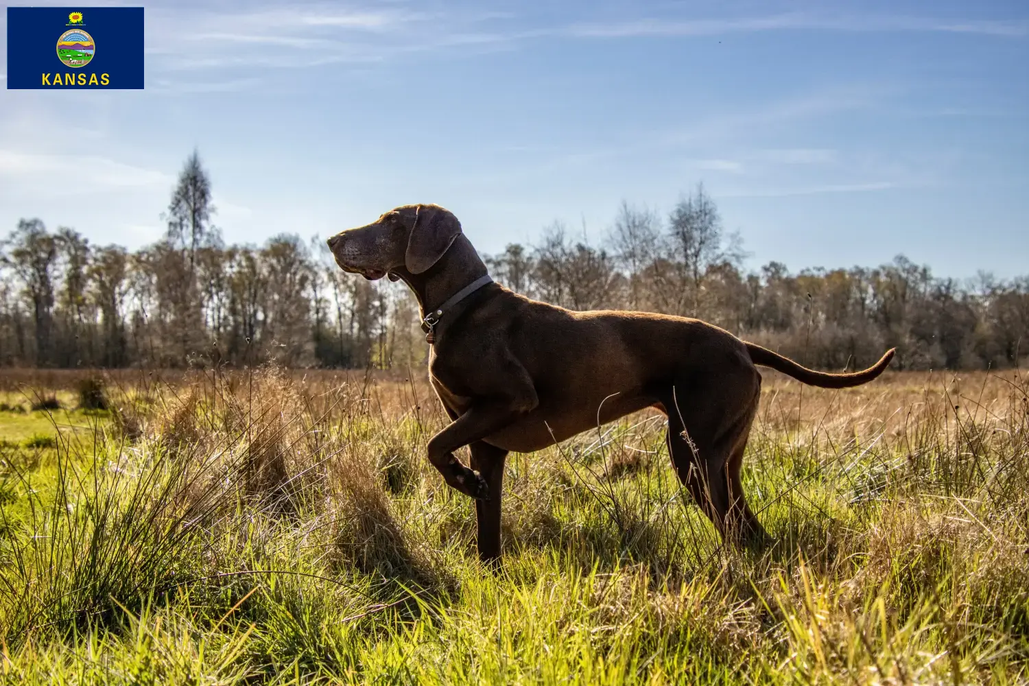 German Shorthair puppies and breeders Kansas Here you can find German Shorthair breeders in Kansas.