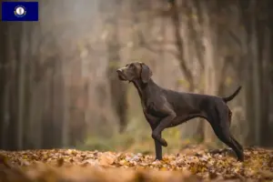 Read more about the article German Shorthair breeders and puppies in Kentucky