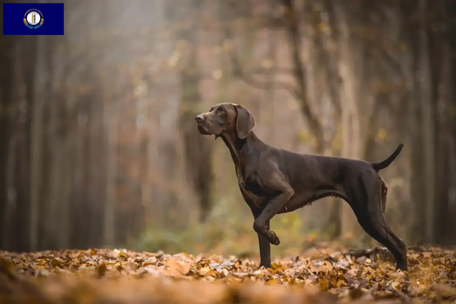 German Shorthair puppies and breeders Kentucky Here you can find German Shorthair breeders in Kentucky.